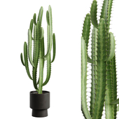 Potted Cactus - Euphorbia Trigona