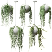 Cвисающие растения в шарах кашпо | Hanged Plants in spherical hanging planters