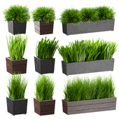 Grass in pots Plants in boxes