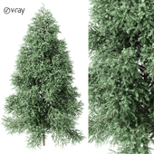Green spruce vray
