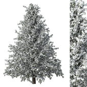 Pine Tree No.67-Winter Snow