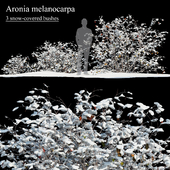 Черноплодная рябина зимняя (Aronia melanocarpa winter)