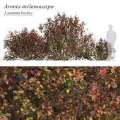 Черноплодная рябина осенняя (Aronia melanocarpa autumn)