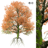 Detailed bigleaf maple trees with trunk moss 3d model