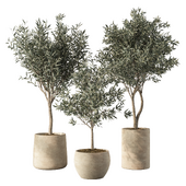 Olive Tree Indoor Plants Set.85
