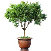 Decorative garden tree in a classic potted flowerpot. Houseplant