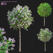 Mayer lilac trees | Syringa meyeri Palibin