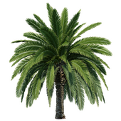 Phoenix Canariensis V2 (Canary Island date palm)