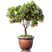 An orange tree in a potted pot. Decorative Citrus Houseplant.Citrus mandarin tree in container on terrace