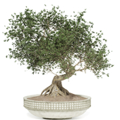 indoor plant bonsai tree 01