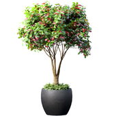 Decorative tree in a classic pot and flowerpot. Indoor plant