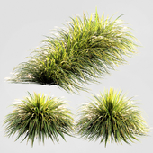 ornamental grass 001