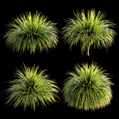 ornamental grass 004
