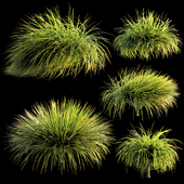 ornamental grass 005