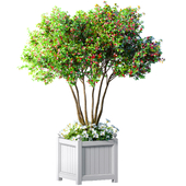 Decorative tree in a garden planter with flowers.Houseplant