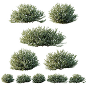 HQ Plants Grey Box Westringia Fruticosa Coastal Rosemary Flower