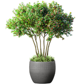 Decorative tree in a modern pot and flowerpot. Indoor plant