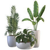 Indoor Plant Set 67