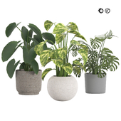 Trio of Tropical Delights potted plants