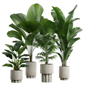Indoor Plants Pack 61