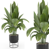 Indoor Plants Set 2