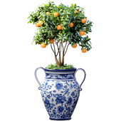 Orange Tree in an Italian vase. Ornamental Citrus Indoor plant