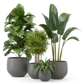 indoor plants collection set 004
