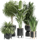 Indoor Plant Set 094