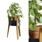 Pilea Peperomioides Wood Stand