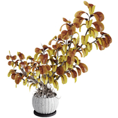 Bonsai Jungle Ficus Elastica Rubber Tree Collection 270