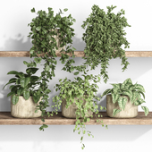 plants on shelf 19