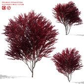Plum splayed multi-stem | Prunus cerasifera pissardi