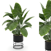 Indoor Plants Set 5