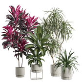 Indoor Plants Pack 62