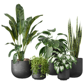 Indoor Plant Set 73
