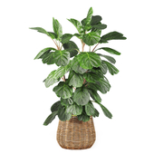 Indoor plant Ficus Lyrata in handmade rattan planter