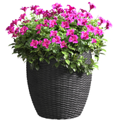 Flower bed in a rattan garden pot for decoration in Provence style