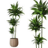 Indoor Plant Aspidistra