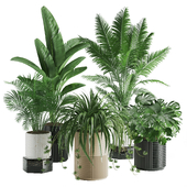 Indoor Plant Set 01