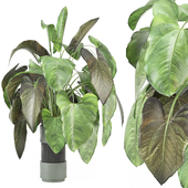 indoor Plants Collection - Set 1168