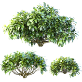 Outdoor garden plants shrubs bush tree