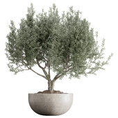 Indoor Plant Set 76 - Tree in Pot