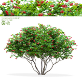 Viburnum vulgaris multi-stem | Viburnum berries multistem
