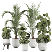 indoor Plant 478