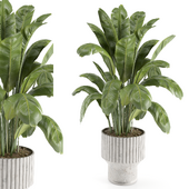 Indoor Plants Set 7