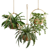Hanging Plants 02