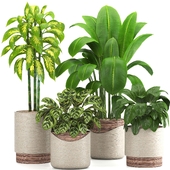 indoor plant set022