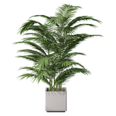 Palm Indoor Plant Set.96