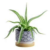Aloe Vera Small Pot
