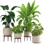 indoor plant set023